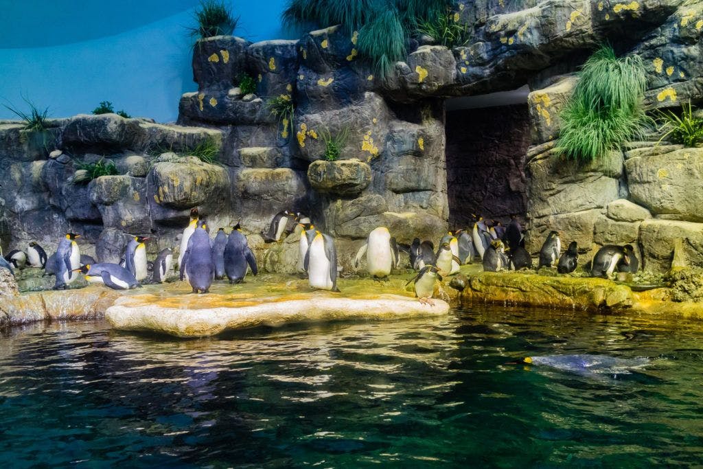 moody-gardens-pyramids-019