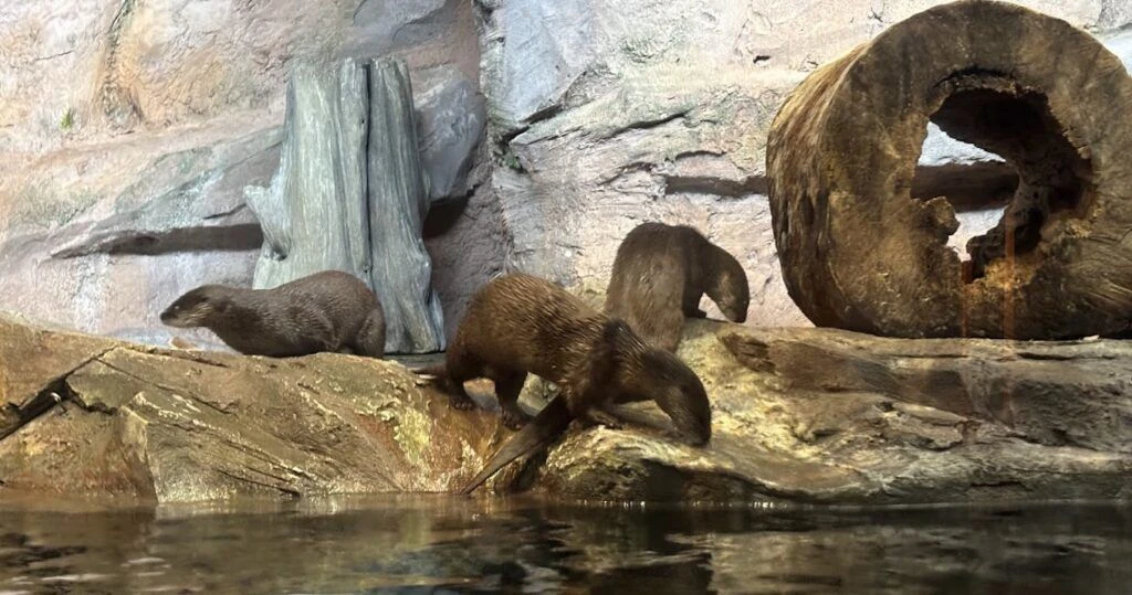 north-carolina-aquarium-at-pine-knoll-shores-002