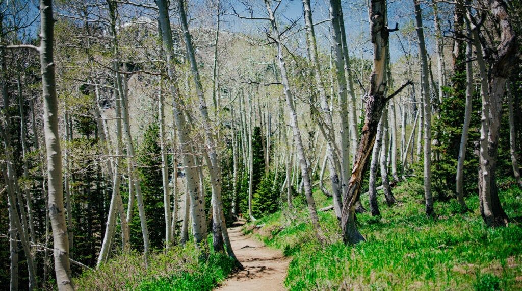 bloods-lake-trail-002