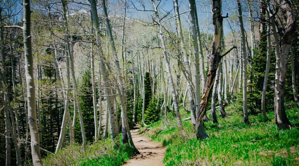 bloods-lake-trail-002