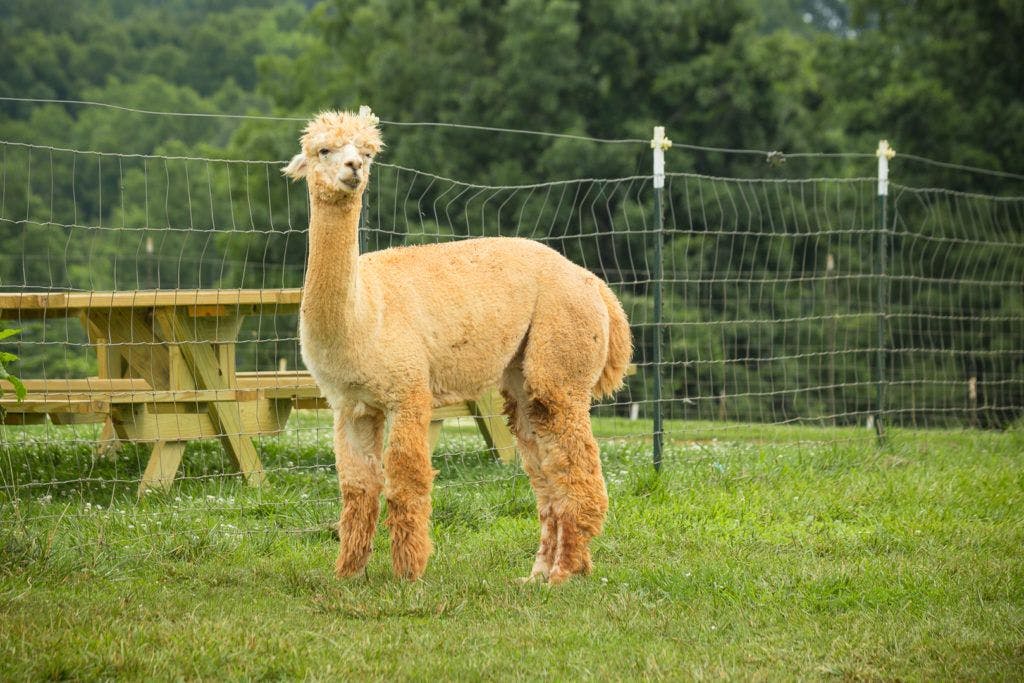 smith-mountain-lake-farm-alpacas-004