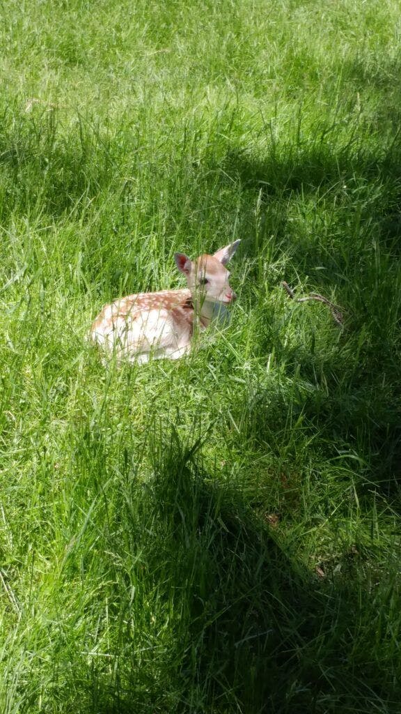 black-pine-deer-farm-003