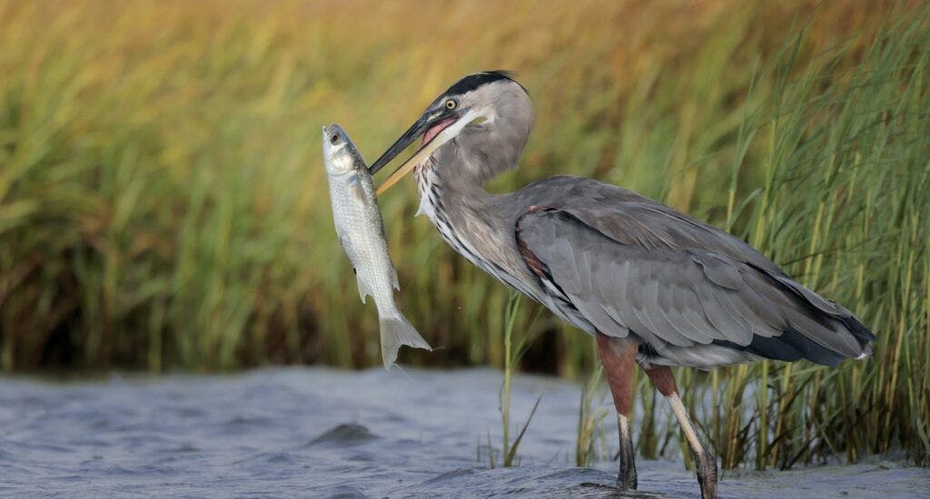 bolivar-flats-audubon-sanctuary-004