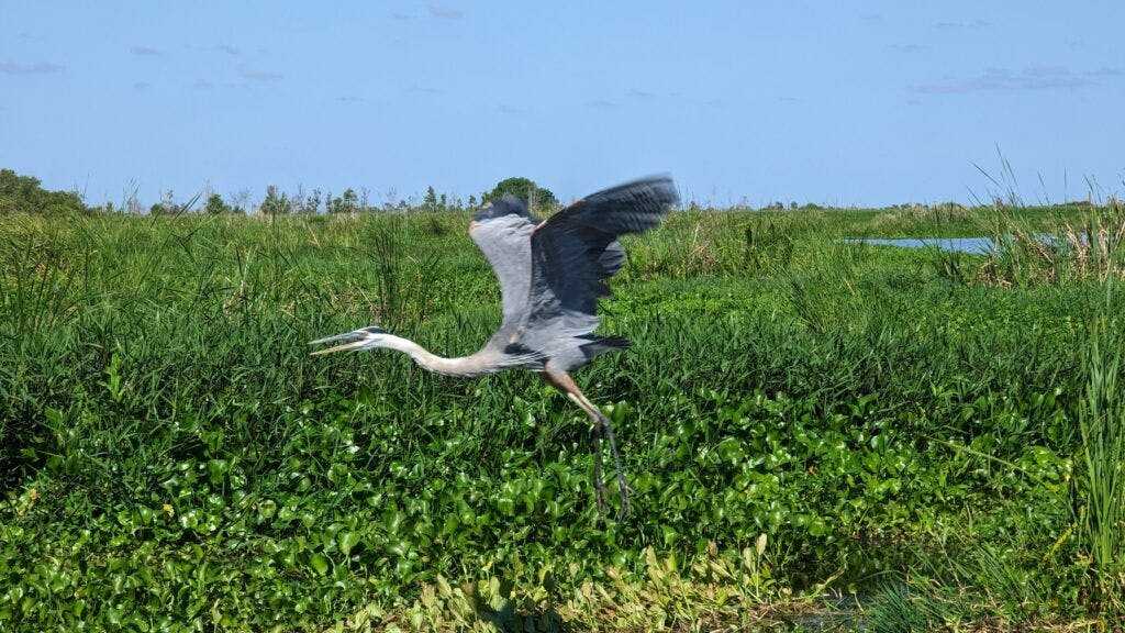 marsh-beast-airboat-tours-004