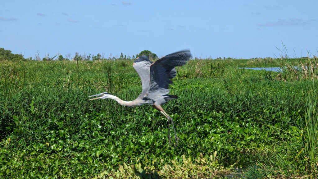 marsh-beast-airboat-tours-004