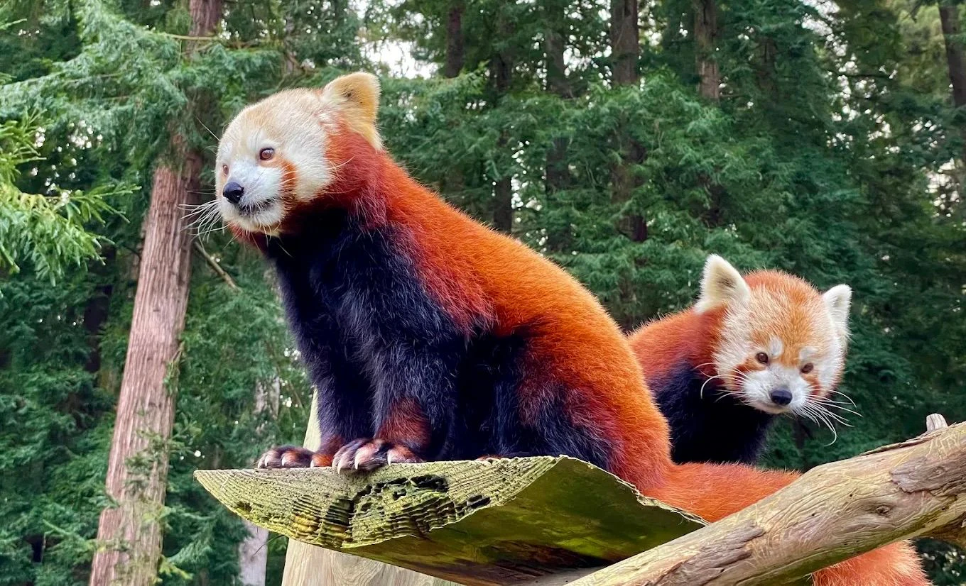 sequoia zoo 2.jpeg