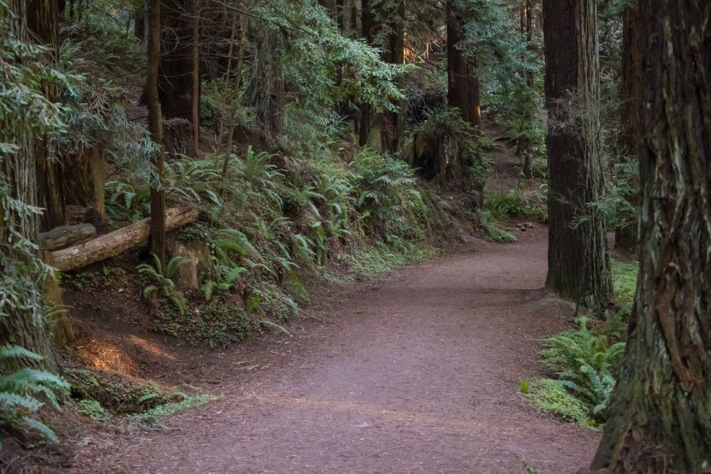 arcata-community-forest-011