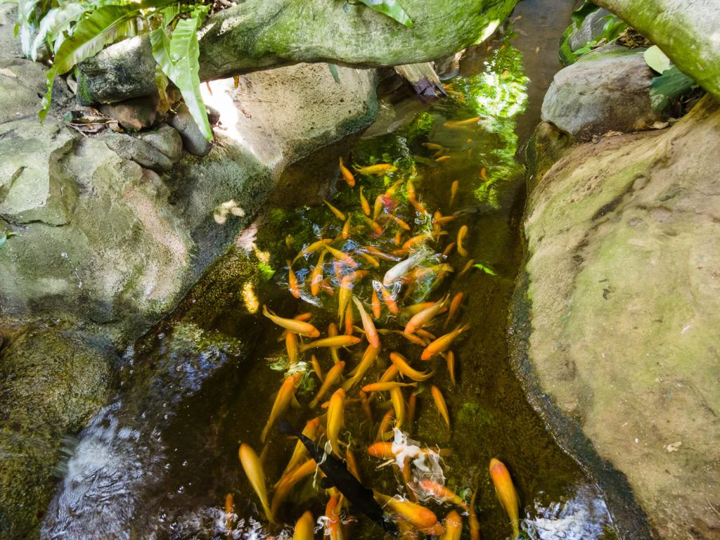 moody-gardens-pyramids-004
