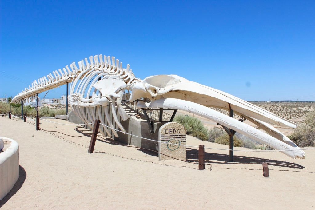 cedo-intercultural-center-for-the-study-of-deserts-and-oceans-001