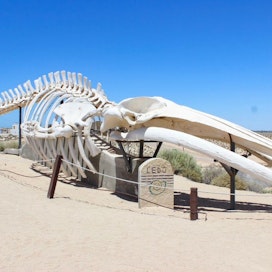 CEDO (Intercultural Center for the Study of Deserts and Oceans)