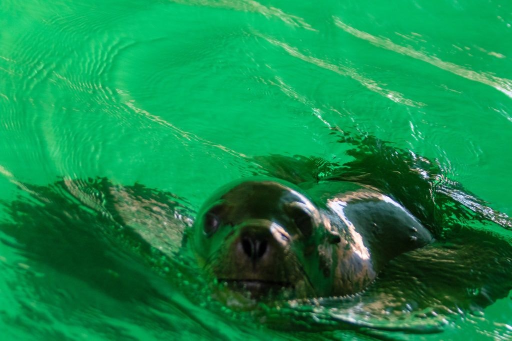 bird-island-isla-san-jorge-023