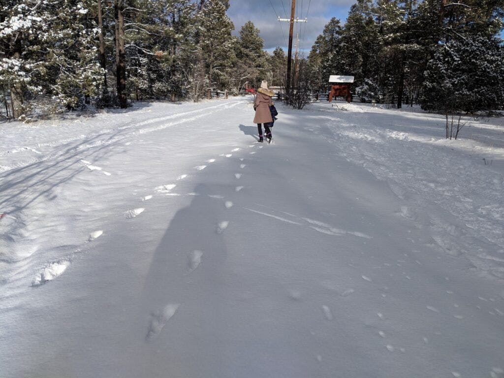 mogollon-rim-trail-004