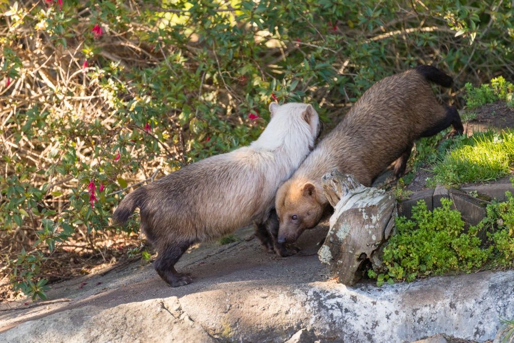 sequoia-park-zoo-and-redwood-sky-walk-015