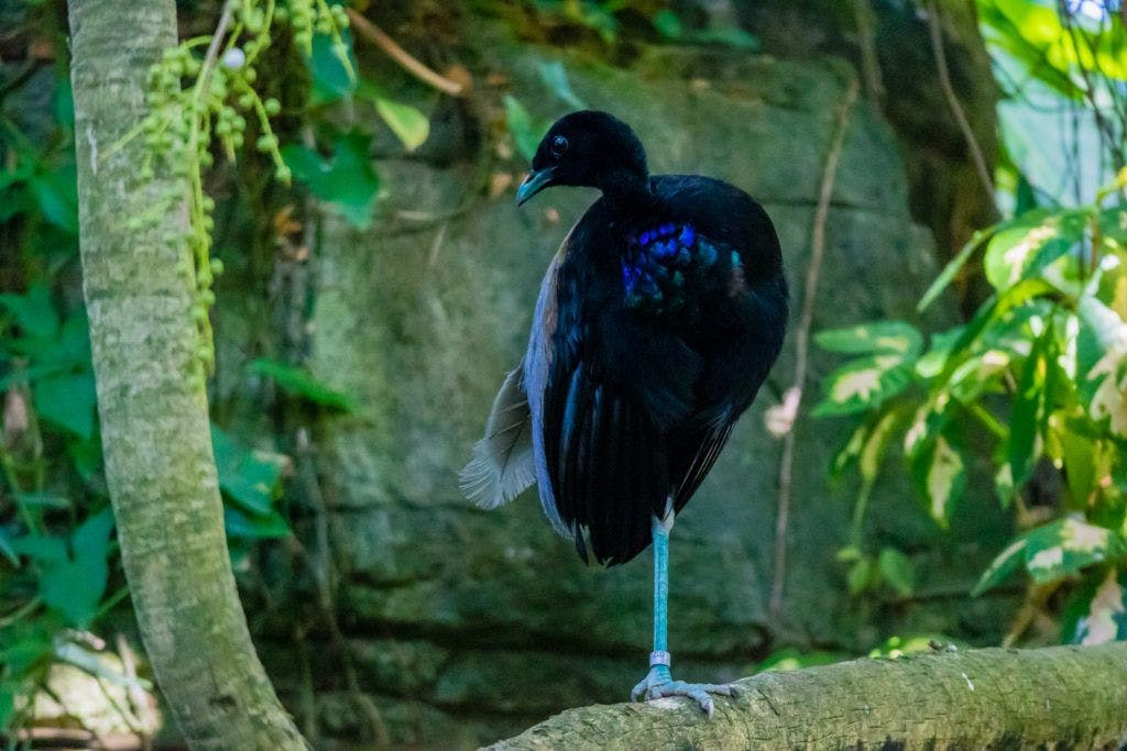 moody-gardens-pyramids-015