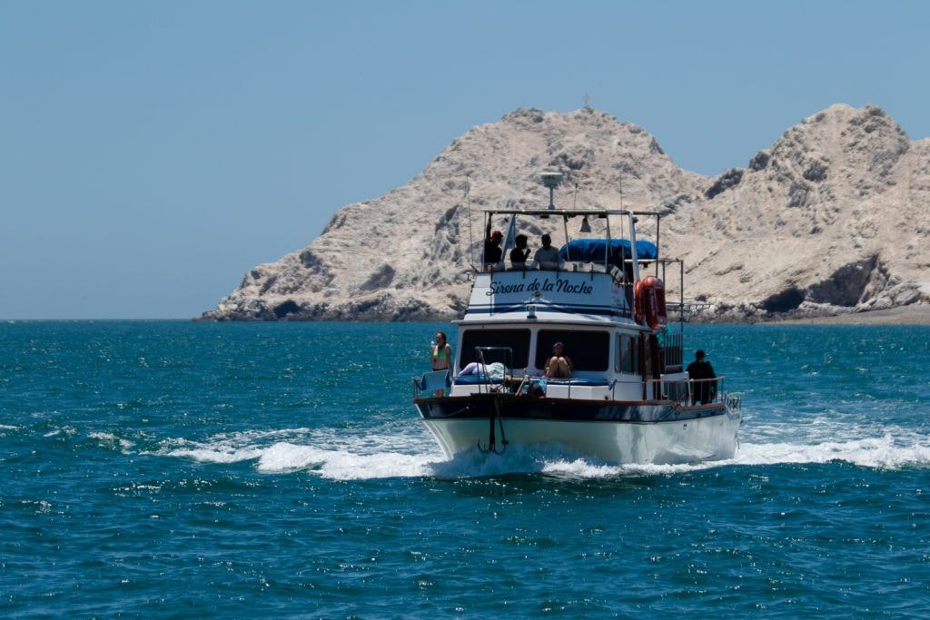 bird-island-isla-san-jorge-035