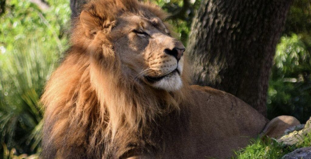 Jacksonville Zoo and Gardens