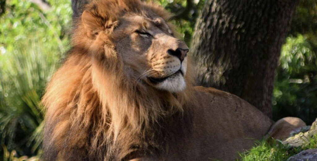 jacksonville-zoo-and-gardens-001