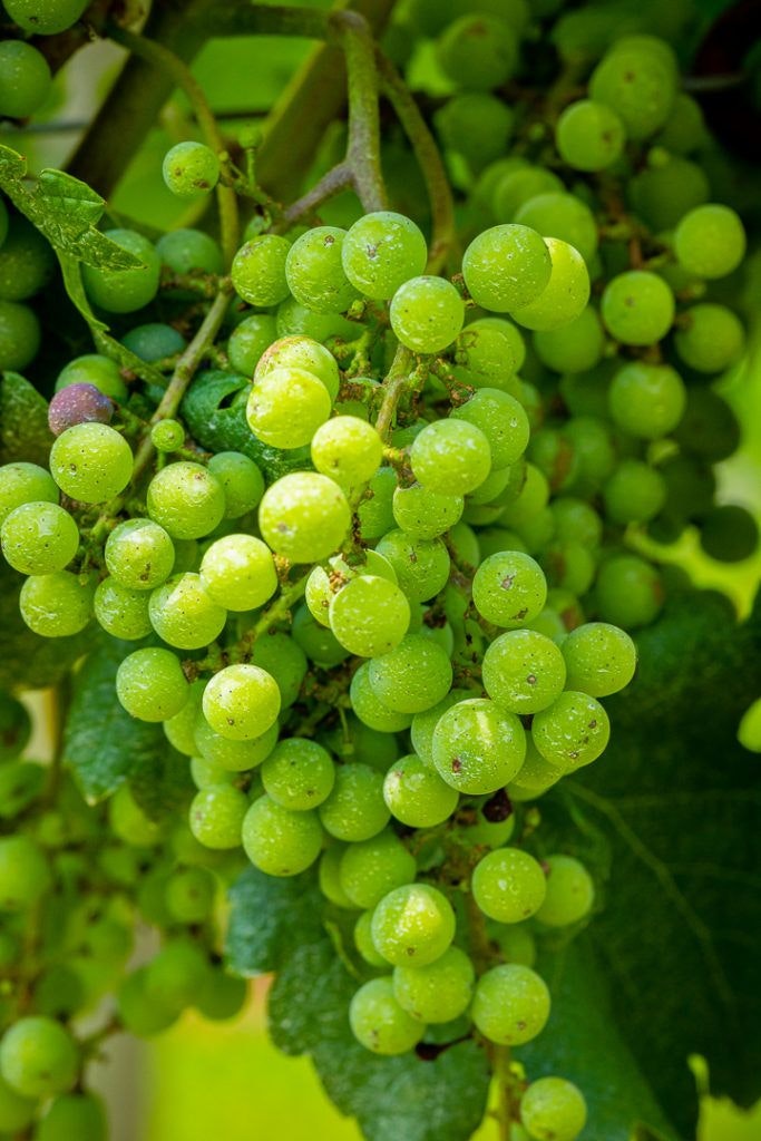 fables-and-feathers-winery-060