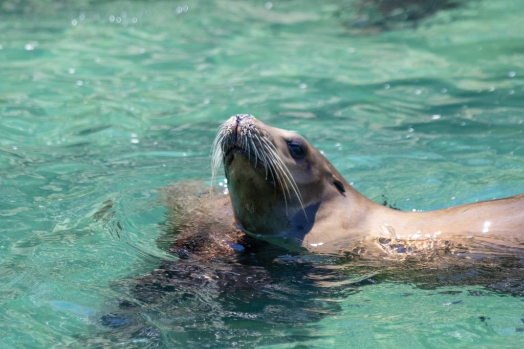 bird-island-isla-san-jorge-027