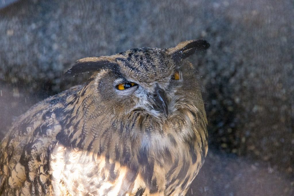 sunriver-nature-center-and-oregon-observatory-026