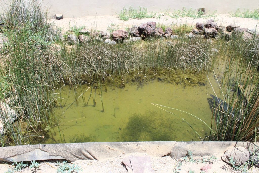 cedo-intercultural-center-for-the-study-of-deserts-and-oceans-024