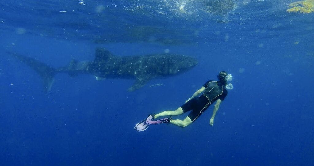 cancun-whale-shark-tours-004