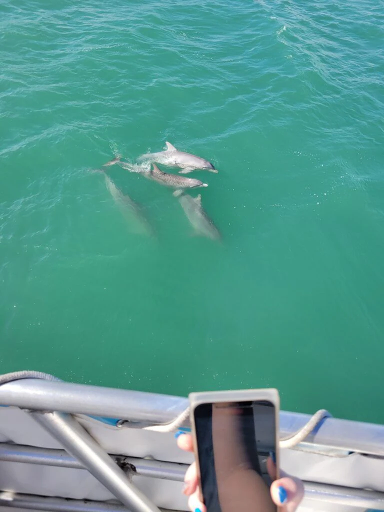 the-original-dolphin-watch-002