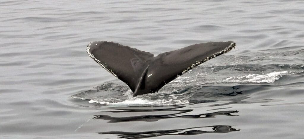 condor-express-whale-watching-004