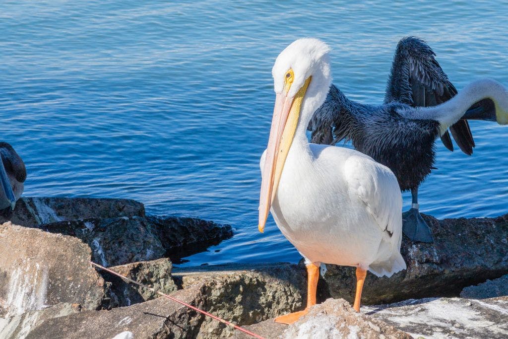 east-end-lagoon-nature-preserve-galveston-020