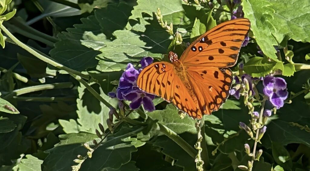 sea-pines-forest-preserve-004