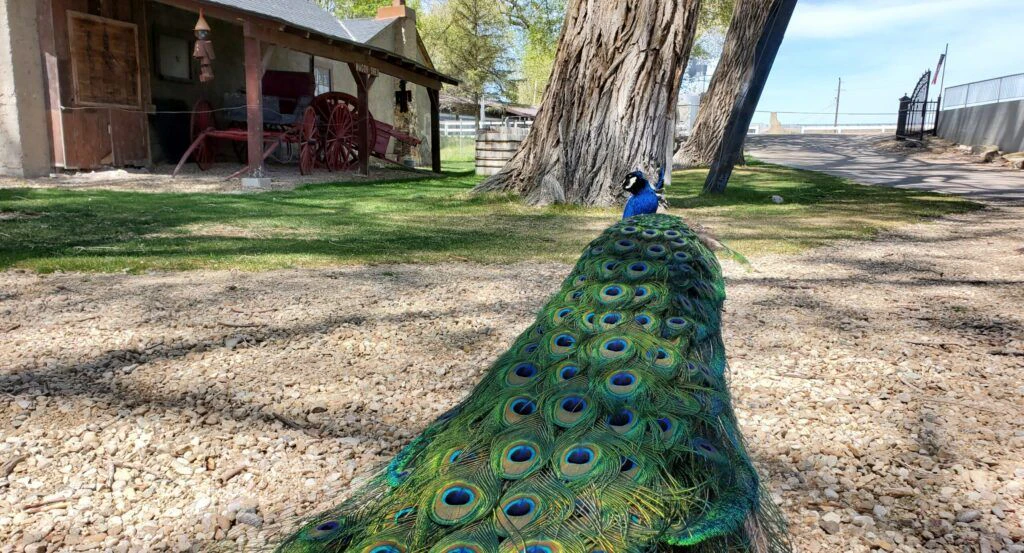 cleo-s-ferry-museum-and-nature-trail-004