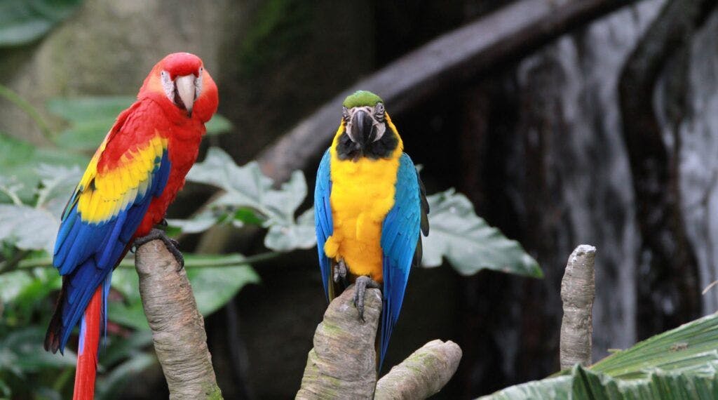 rainforest-pyramid-004