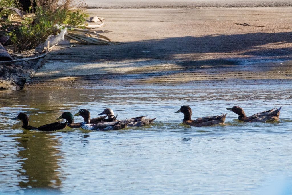 galveston-duck-tours-002