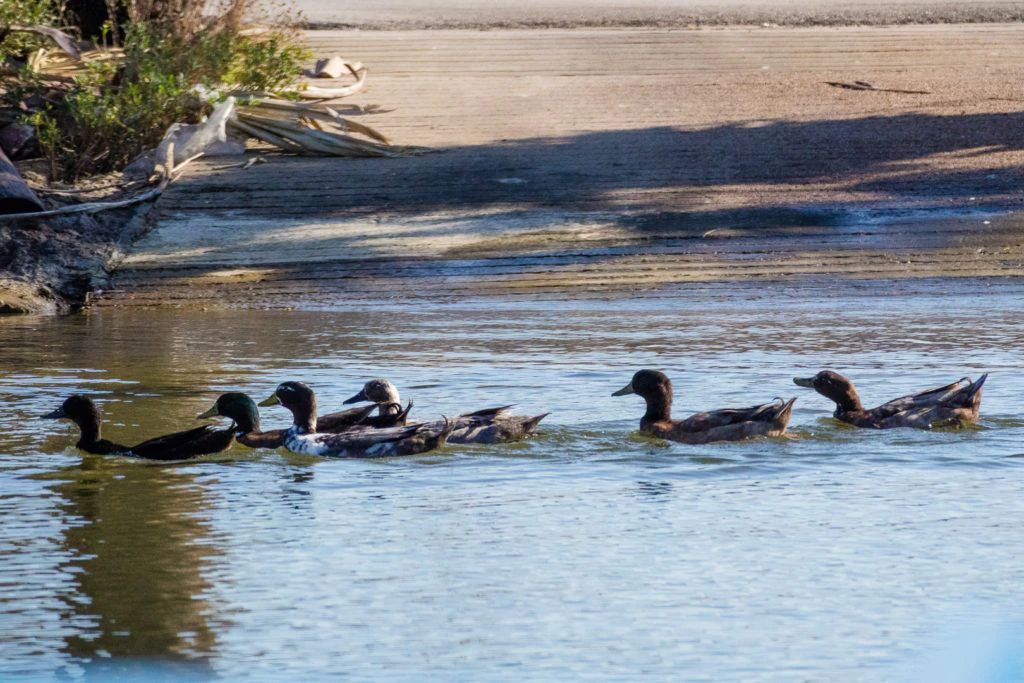galveston-duck-tours-002