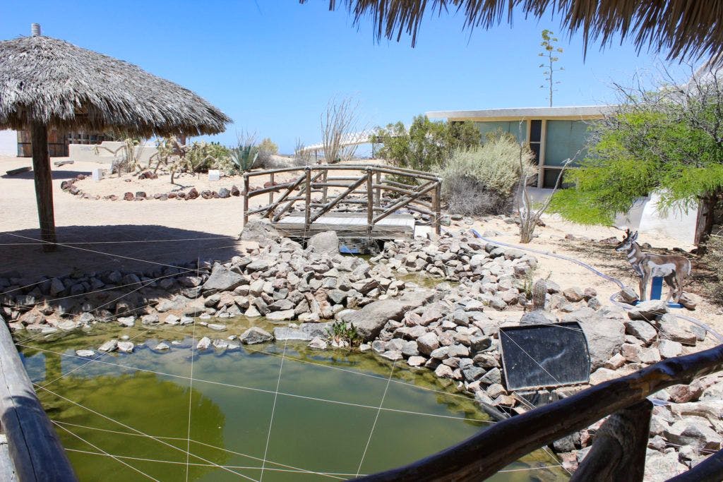 cedo-intercultural-center-for-the-study-of-deserts-and-oceans-023