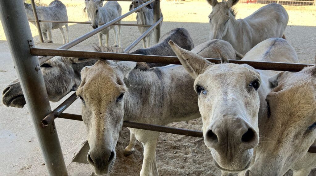 donkey-sanctuary-aruba-002