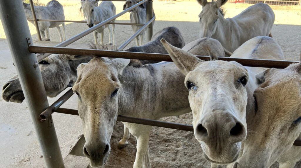 donkey-sanctuary-aruba-002