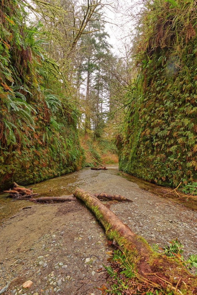 fern-canyon-inside-prairie-creek-redwoods-state-park-001