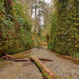 Fern Canyon inside Prairie Creek Redwoods State Park
