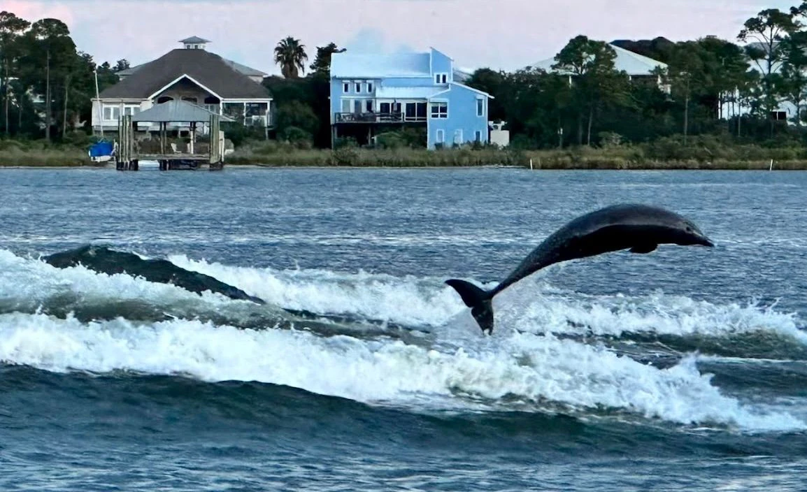 Dolphin Cruise 3.jpeg
