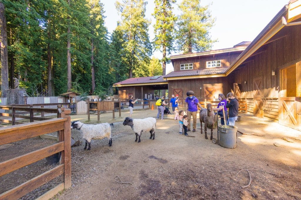 sequoia-park-zoo-and-redwood-sky-walk-021