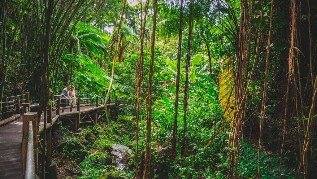 hawai-i-tropical-botanical-garden-003