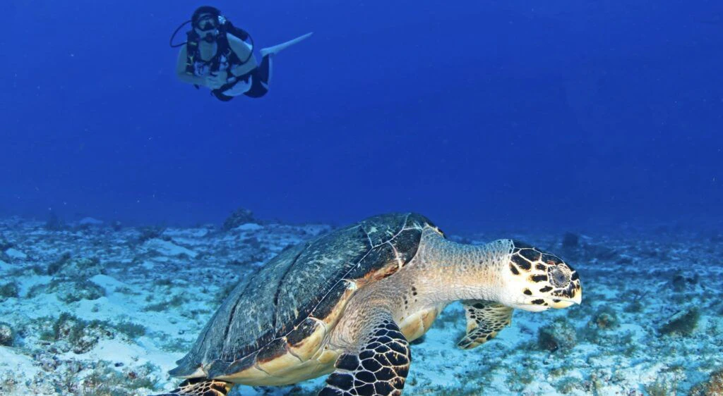 dressel-divers-cancun-002