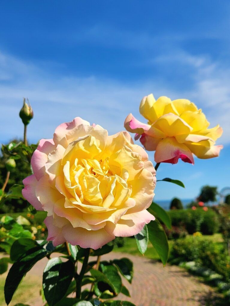 duluth-rose-garden-004