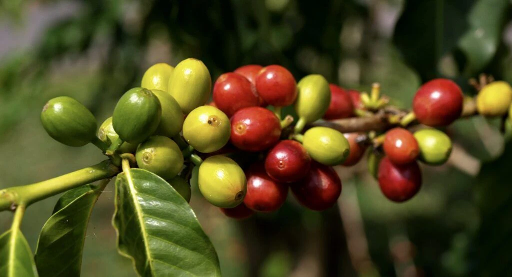 mountain-thunder-coffee-plantation-003