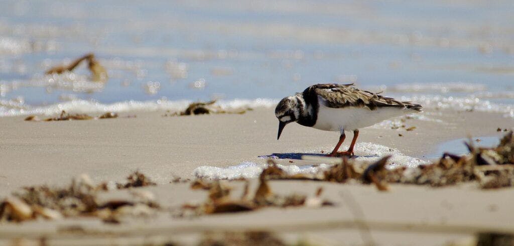 bolivar-flats-audubon-sanctuary-003