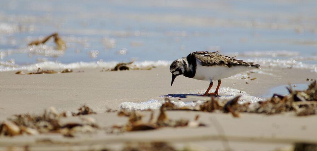 bolivar-flats-audubon-sanctuary-003