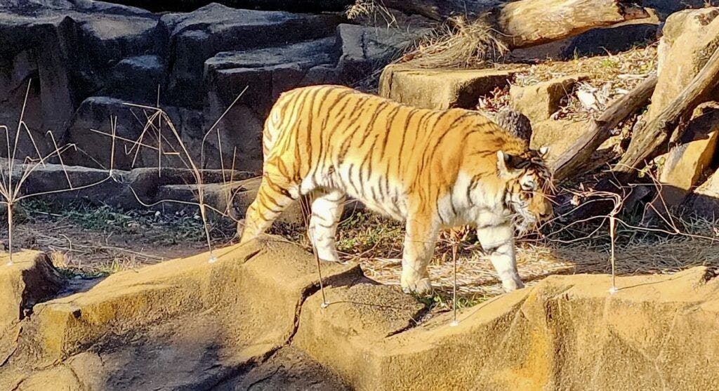 riverbanks-zoo-and-garden-004