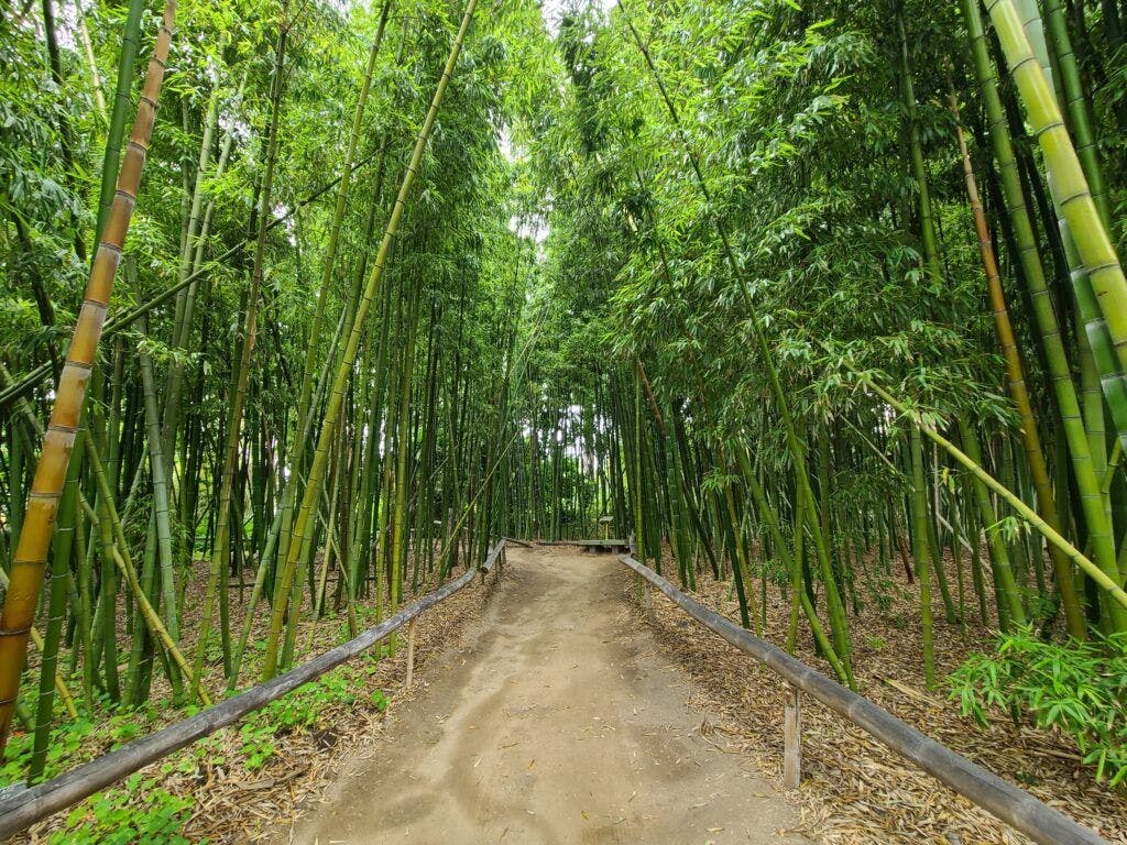 san-diego-botanic-garden-001
