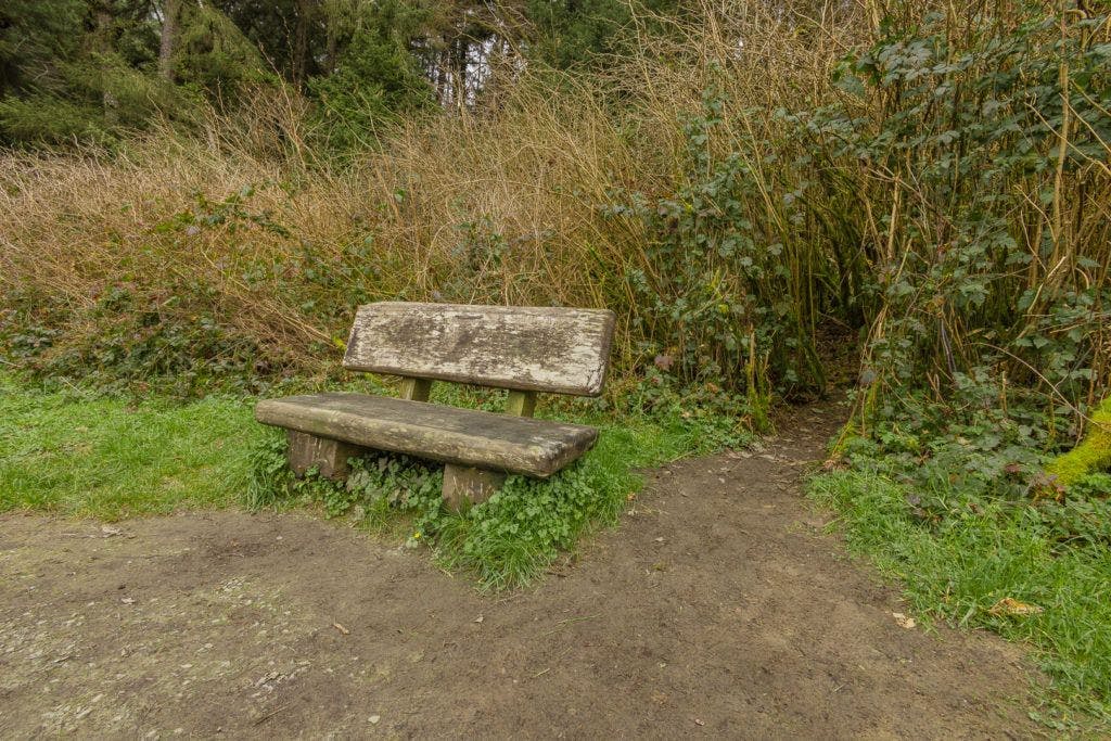 fern-canyon-inside-prairie-creek-redwoods-state-park-017
